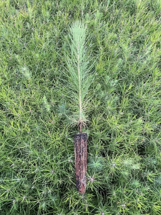 Loblolly Pine Tree Plants | Live Seedlings | Pinus Taeda | Fast-Growing Evergreen for Landscaping | Ideal Plants for Large Spaces