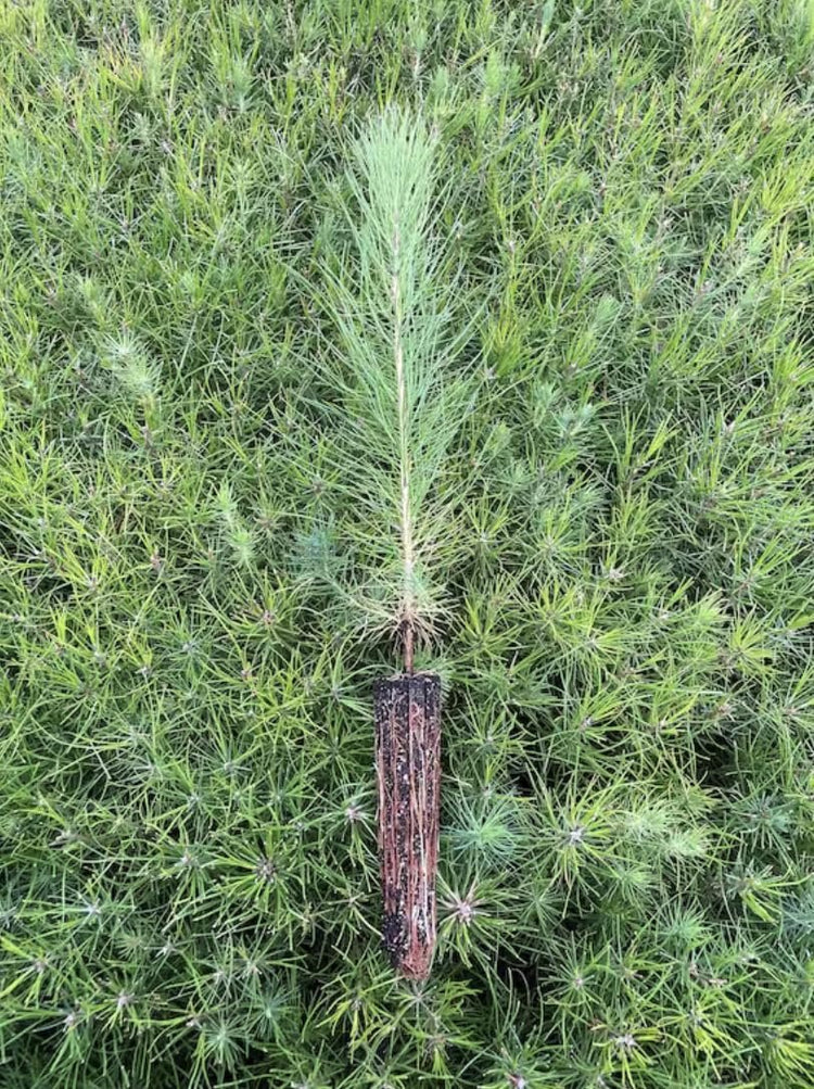 Loblolly Pine Tree Plants | Live Seedlings | Pinus Taeda | Fast-Growing Evergreen for Landscaping | Ideal Plants for Large Spaces