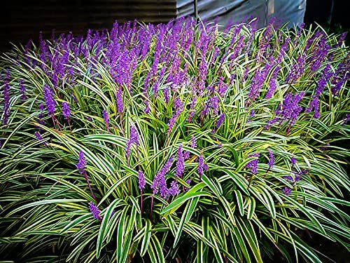 Variegated Liriope | Large Gallon Size Plants I Liriope Muscari Variegata I Live Striking Evergreen Perennial with Colorful Foliage, Ideal for Borders