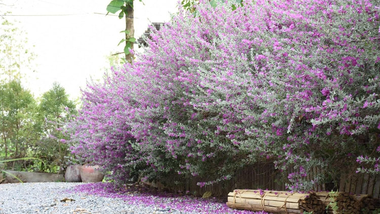 Texas Sage | Extra Large 3 Gallon Plants | Leucophyllum frutescens | Drought Tolerant | Low Maintenance Landscaping