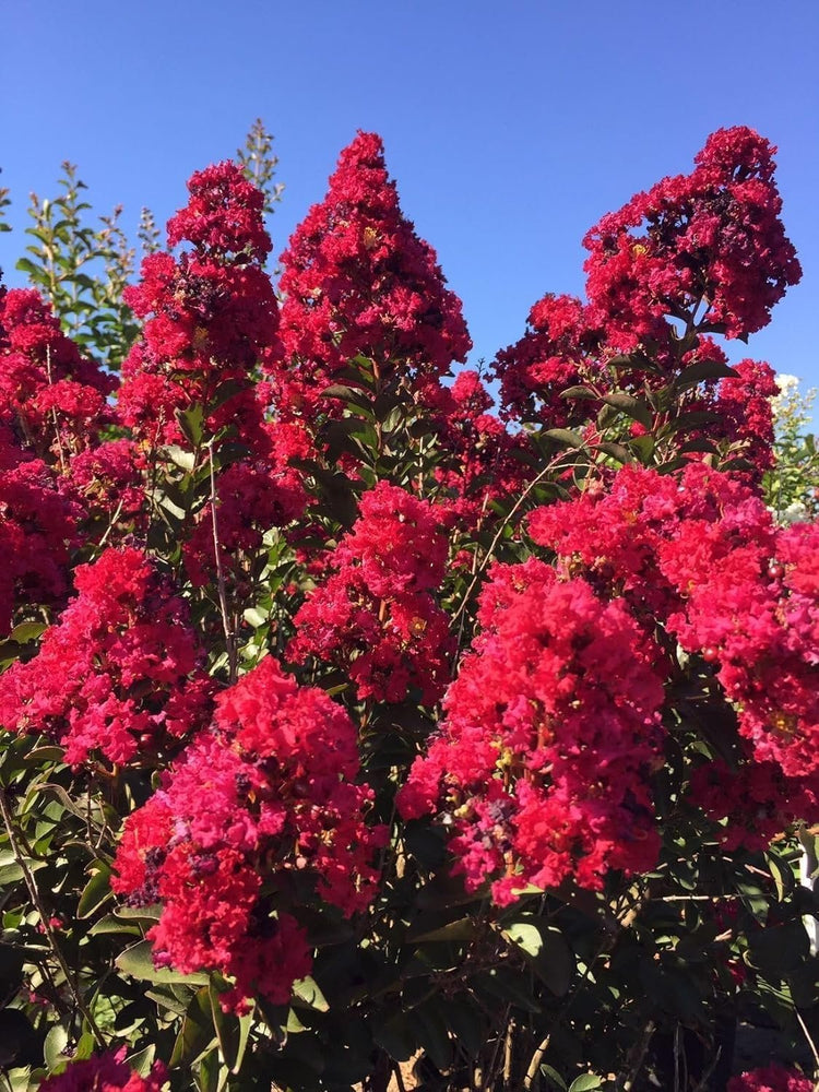 Vibrant Double Feature Red Crape Myrtle | Live Plants | Lagerstroemia Indica 'Double Feature' | Stunning Summer Blooms | Drought Tolerant & Low Maintenance