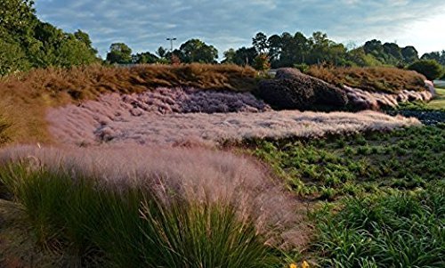 Pink Muhly Grass | 3 Large Live Plants | Muhlenbergia Capillaris | Hairawn Muhly | Blooming Ornamental Foliage