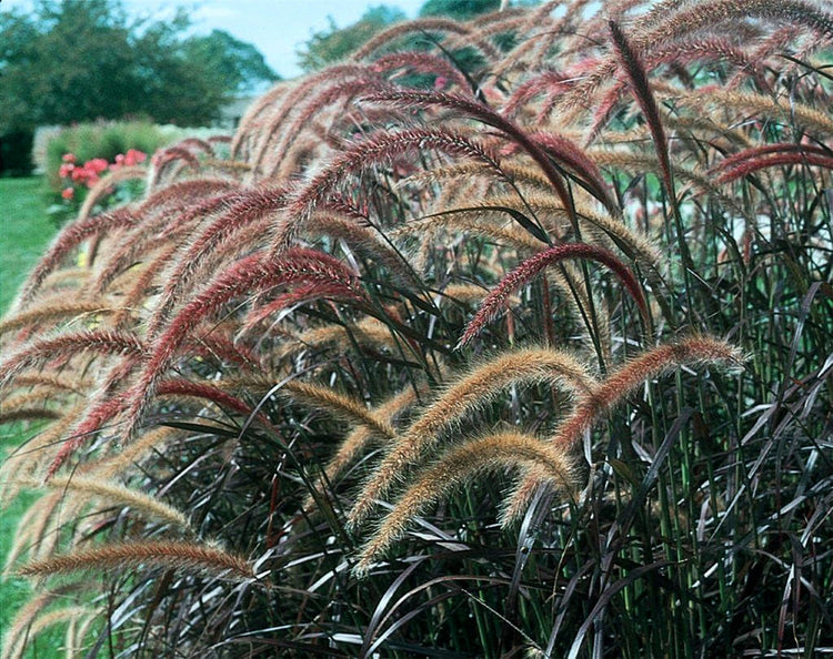 Red Fountain Grass | Extra Large Gallon Plant | Pennisetum Setaceum Rubrum | Vibrant Landscape Feature | Striking Color Contrast | Full Sun Perennial Ornamental Grass