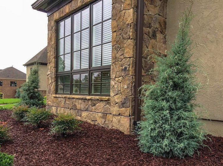 Carolina Sapphire Cypress Tree | Extra Large Gallon Trees | Beautiful Evergreen Low Maintenance Cold Hardy Privacy Screen