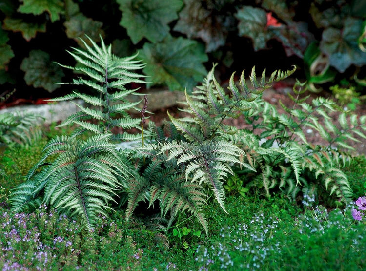 Japanese Painted Fern | Live Plants | Athyrium Niponicum | Shade Garden Essential | Lush Foliage Accent