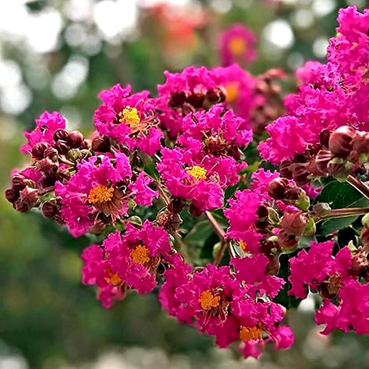 Crape Myrtle Tonto | Extra Large 3 Gallon Plant | Lagerstroemia 'Tonto' | Hardy Fuchsia Blooms | Compact Growth