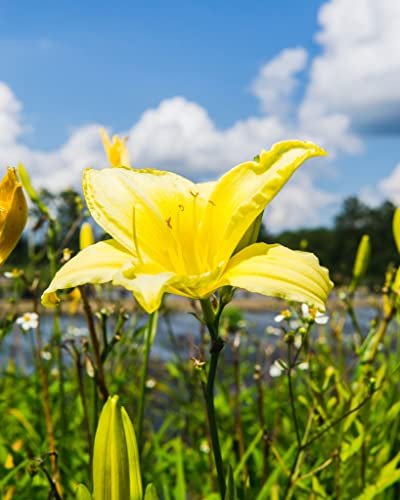 Daylily Yangtze | Live Inch Pots | Hemerocallis Plants | Beautiful Low Maintenance Blooming Groundcover