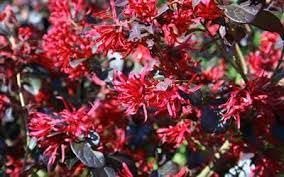 Loropetalum Red Chocolate I Live Plants I Chinese Fringe Flower I Deep Burgundy Foliage with Pink Flower Accents - Low-Maintenance, Drought-Resistant Shrub