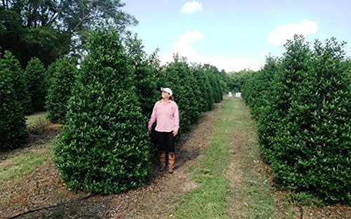 Nellie R. Stevens Holly | Live Trees | Evergreen Privacy Screening Hedge Plants | Ilex