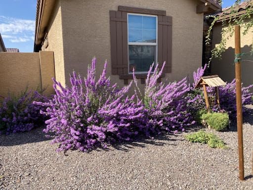 Texas Sage | Extra Large Gallon Plants | Leucophyllum frutescens | Drought Tolerant | Low Maintenance Landscaping