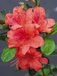 Azalea Fashion | Extra Large Gallon Plants | Vibrant, Healthy, & Blooming, Perfect for Indoor/Outdoor Decor, Easy-Care Flowering Shrub, Ideal Gift for Garden Enthusiasts