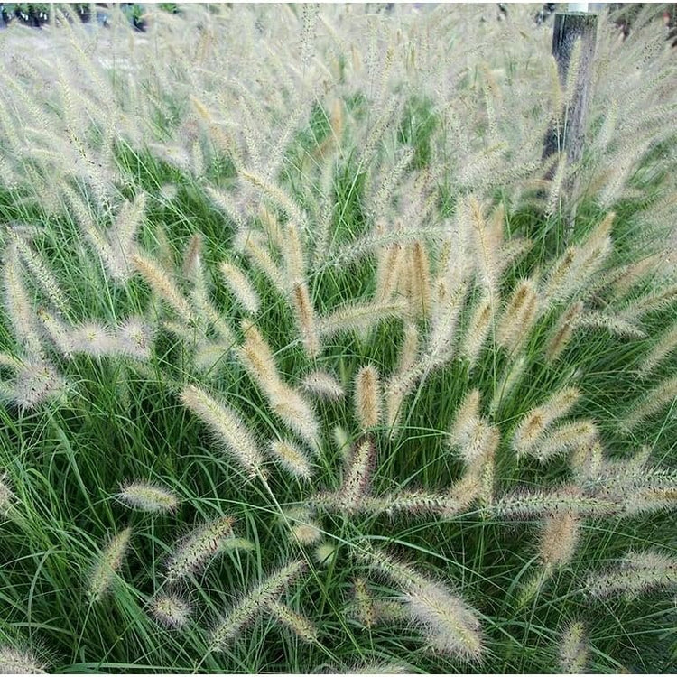 White Fountain Grass | Extra Large Gallon Plants | Pennisetum alopecuroides | Elegant Outdoor Decor | Lush Foliage Accent