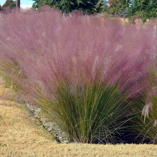 Muhly Grass - Live 1 Gallon Plants - Muhlenbergia Capillaris - Hairawn Muhly | Drought Tolerant Pink Blooming Ornamental Grass