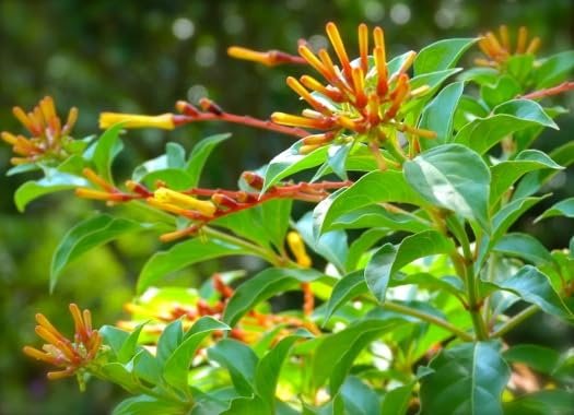 Firebush Dwarf I Live Plants I Hamelia Patens Compactal Vibrant Red-Orange Blooms, Low-Maintenance, Heat-Tolerant, Perfect for Small Gardens and Containers