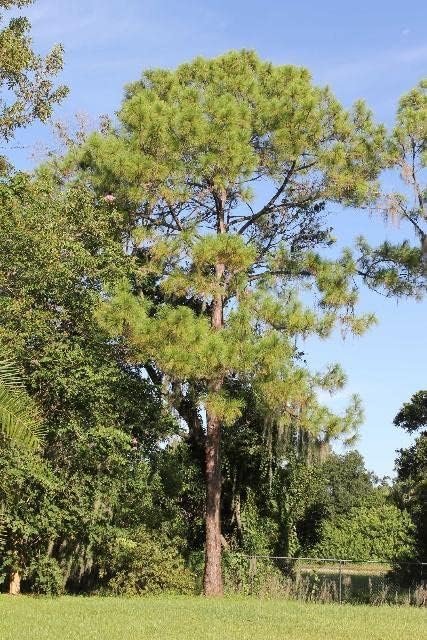 Slash Pine Tree | Live Plants | Pinus Elliottii | Fast Growing Stately Shade Tree