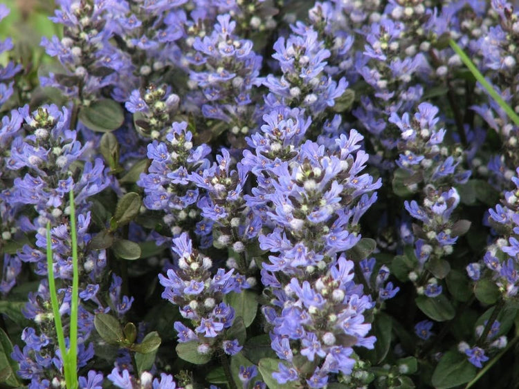 Ajuga Reptans Chocolate Chip I Live Plants | Dense Ground Cover Plant with Miniature Dark Foliage, Perfect for Gardens, Borders, & Shaded Areas