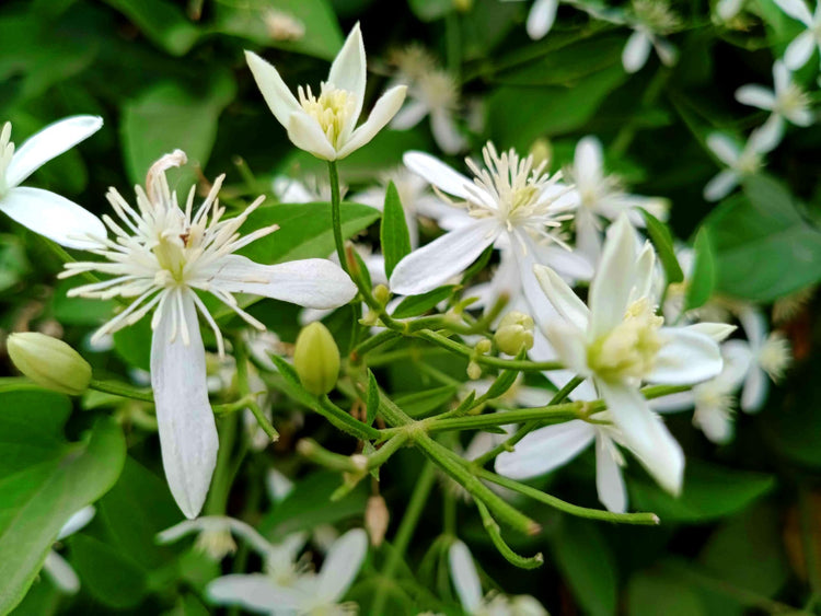 Night Blooming Jasmine - Live Plants - Jessamine Cestrum Nocturnum - Fragrant Blooming Vine