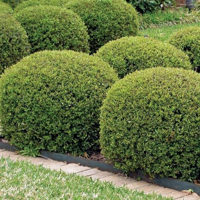 Hoogendoorn Holly Shrub I Large Gallon Size Plants I Ilex Crenata | Lustrous Evergreen for Hedging, Privacy Screens, and Decorative Accents