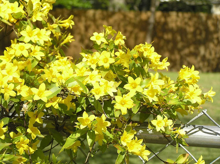 Carolina Jasmine | Large Gallon Size Plants | Gelsemium Sempervirens Jessamine | Fragrant Blooming Vine Foliage