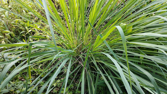 Cymbopogon Nardus Citronella Grass | Live Plants | Perfect for Outdoor Gardens and Patio Decor, Easy-to-Grow Aromatic Plant