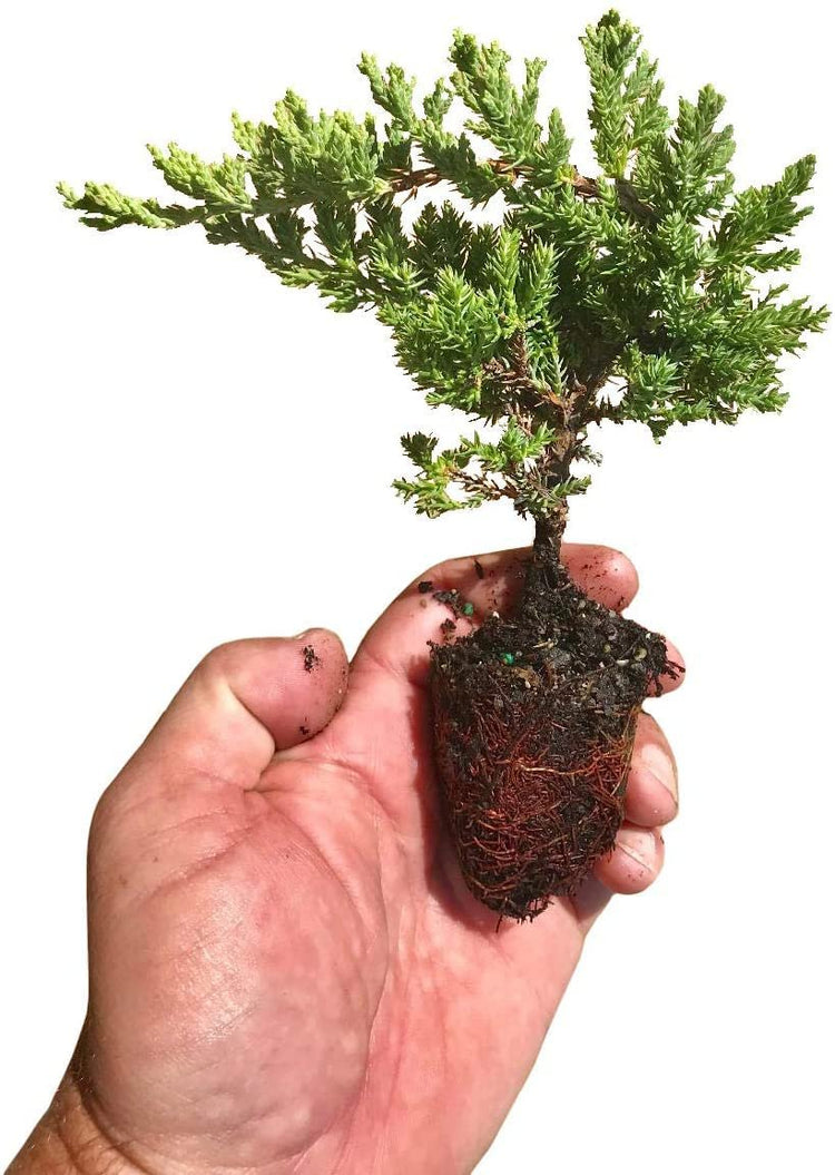 Juniper Procumbens Nana - Live Plants - Drought Tolerant Evergreen Groundcover - Great for Bonsai