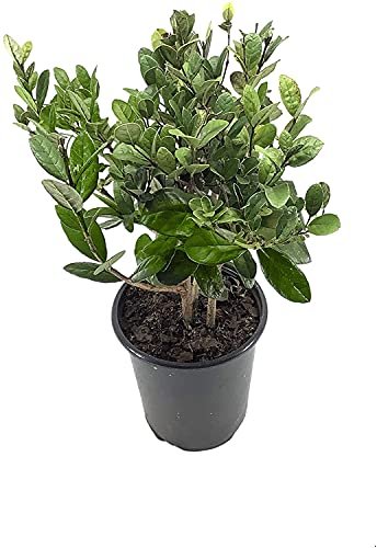 Pineapple Guava Plant - Live Inch Plants - Feijoa Sellowiana - Edible Flowers and Fruit