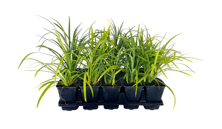 Super Blue Lilyturf - Liriope Muscari - 1 Live 4 Inch Pot - Drought Tolerant Low Maintenance Groundcover Plants