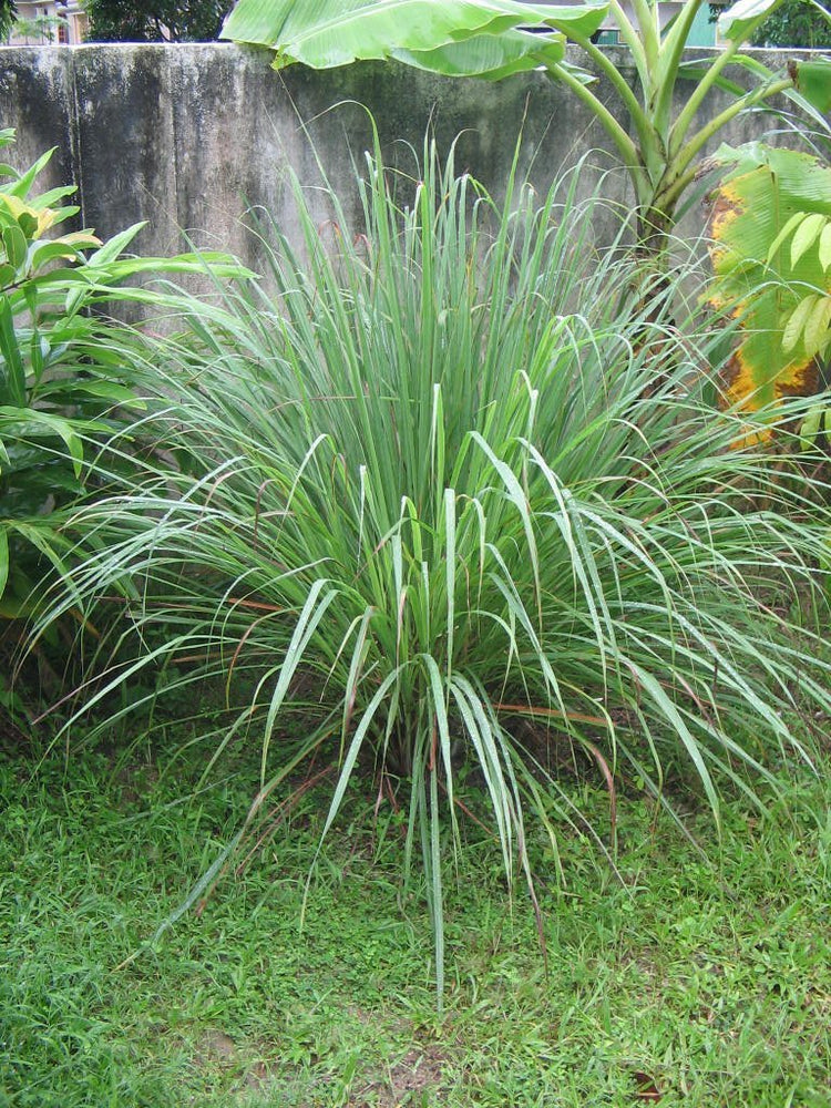 Cymbopogon Nardus Citronella Grass | Live Plants | Perfect for Outdoor Gardens and Patio Decor, Easy-to-Grow Aromatic Plant