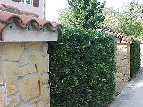 Podocarpus Macrophyllus | Live Inch Pots | Japanese Yew | Low Maintenance Evergreen Privacy Hedge Plants