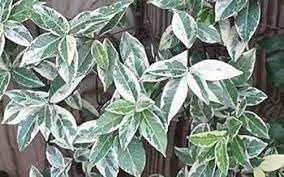 Variegated Confederate Jasmine | Extra Large Gallon Plants | Trachelospermum jasminoides Variegata | Eye-Catching Climber | Perfect for Garden Walls and Trellises