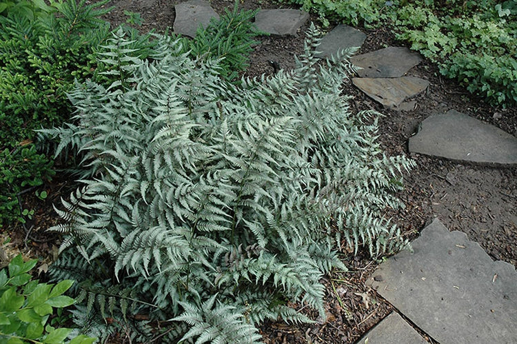 Japanese Painted Fern | Live Plants | Athyrium Niponicum | Shade Garden Essential | Lush Foliage Accent