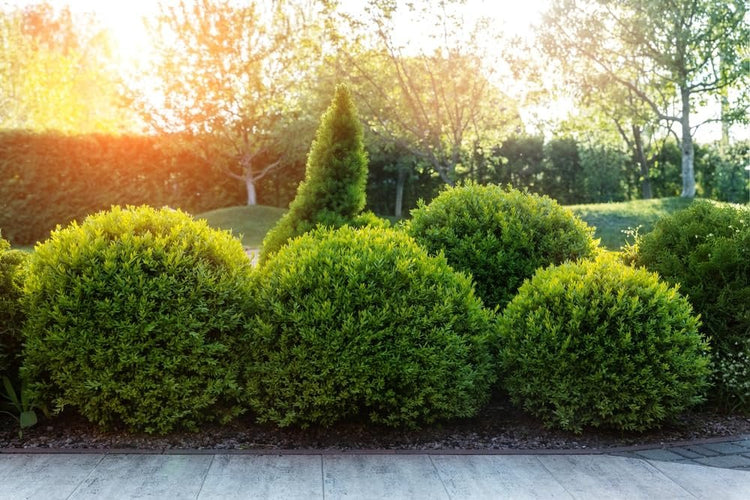 Sunbright Boxwood | Live Plants | Luminous Golden-Yellow Foliage, Perfect for Borders & Landscaping, Year-Round Color & Drought Tolerant, Live Shrub Plant