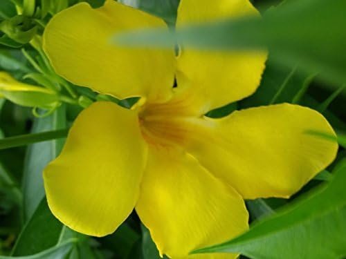 Allamanda Cathartica Golden Butterfly | Live Plants | Vibrant Yellow Trumpet Flowers | Perfect for Outdoor Gardens & Patios | Easy to Grow & Care for