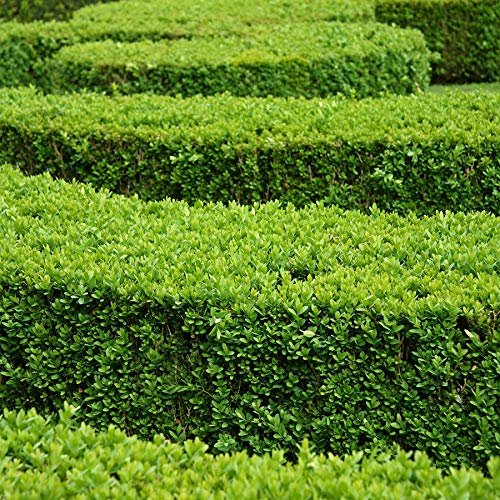 Winter Green Korean Boxwood - Live Plants - Buxus Microphylla - Fast Growing Cold Hardy Formal Evergreen Shrub