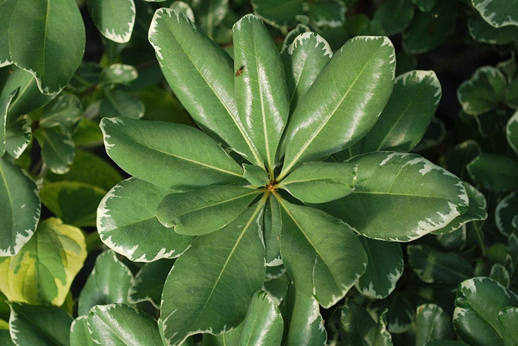 Variegated Pittosporum | Live Plants | Pittosporum Tobria Variegatum | Evergreen Border Accent Hedge Shrub