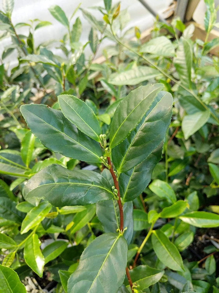 Tea Plant | Camellia Sinensis | Large Live Gallon Size Plants | Grow and Brew Your Own Black White Green and Oolong Tea