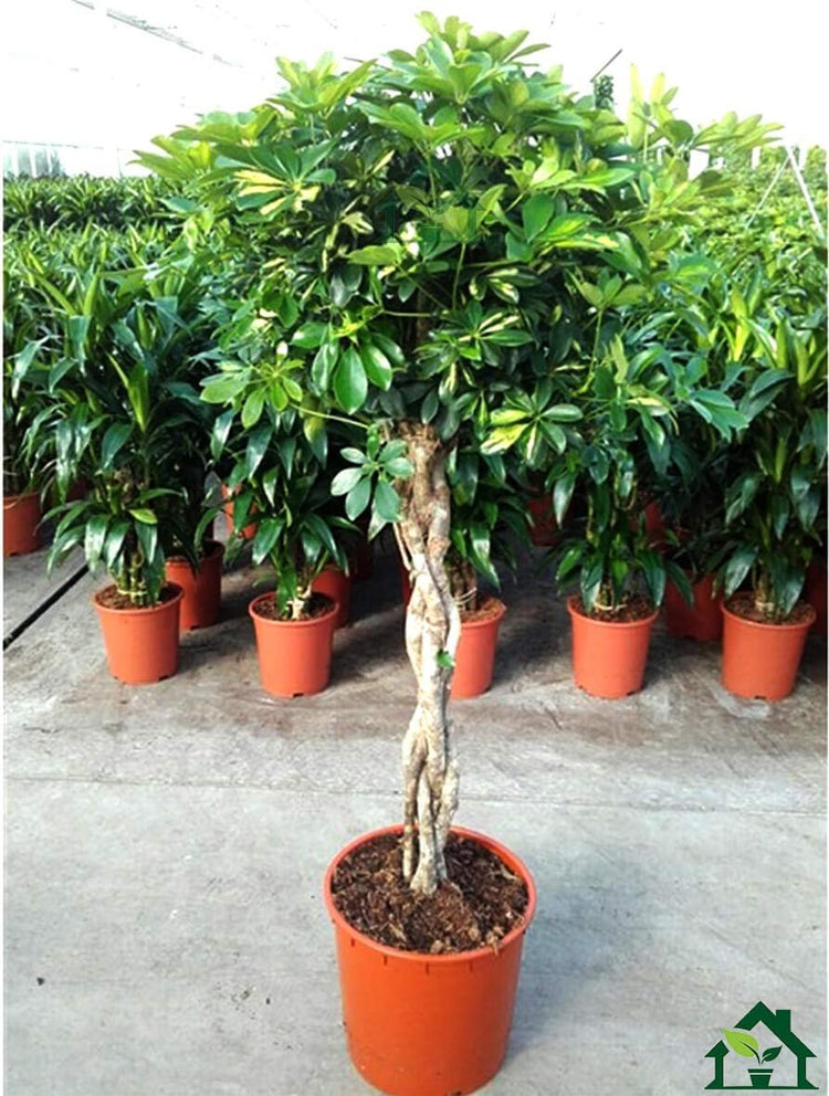 Umbrella Tree - 'Gold Capella' Live Braided Schefflera Arboricola - Florist Quality - Beautiful Indoor Tree - Feet Tall