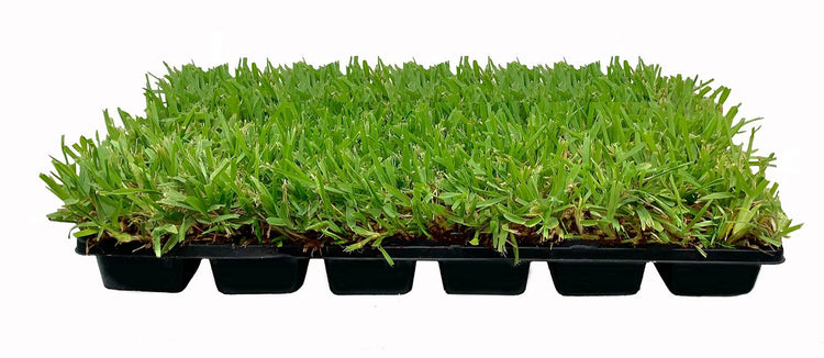 St. Augustine Palmetto | Live Extra Large Grass Plugs | Drought, Salt & Shade Tolerant Turf