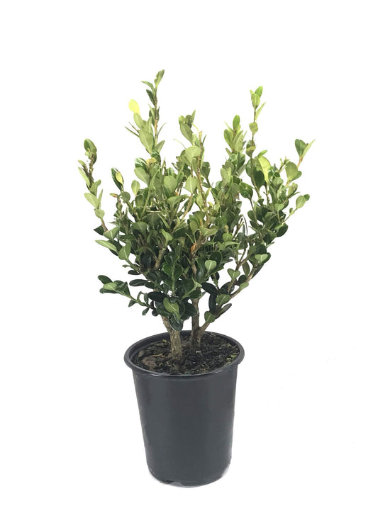 Winter Gem Boxwood - Live Plants - Inch Containers - Buxus Microphylla Japonica - Fast Growing Cold Hardy Formal Evergreen Shrub