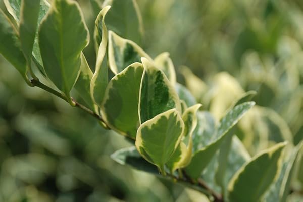 Ligustrum Jack Frost | Extra Large Gallon Plants | Variegated Foliage | Ideal for Hedges and Borders | Decorative Outdoor Shrub | Plants