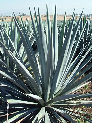 Agave Tequilana | Live Large Size Plants | Blue Weber Tequila Succulent | Drought Tolerant Hardy Ornamental Specimen