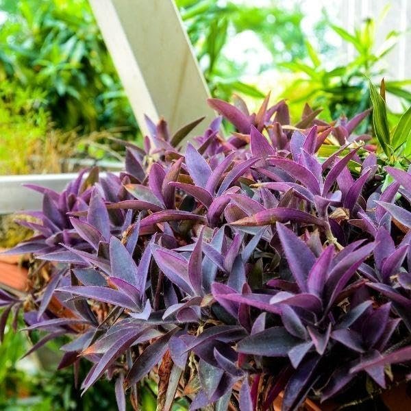 Purple Queen Tradescantia Setcresea I Live Plants I Spiderwort | Lush Magenta Foliage for Striking Garden Contrast, Ideal for Ground Cover, Borders, & Containers