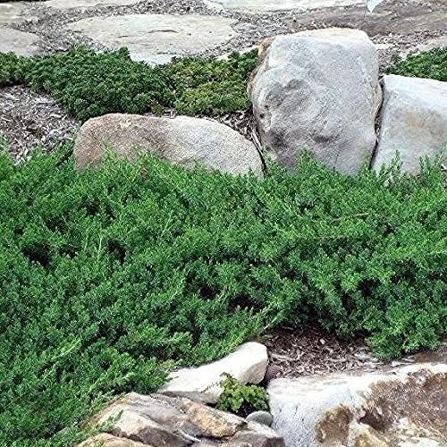 Blue Pacific Shore Juniper | Live Gallon Size Plants | Juniperus Conferta | Evergreen Cold Hardy Drought Tolerant Groundcover