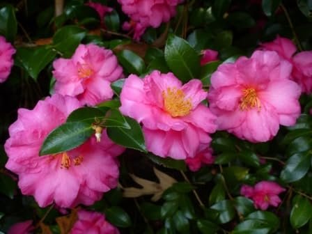 Camellia Sasanqua Shi-Shi I Extra Large Gallon Plants | Pink Flowering Live Plant for Outdoor & Indoor Gardens, Compact Elegant Flowering Shrub for Vibrant Landscaping