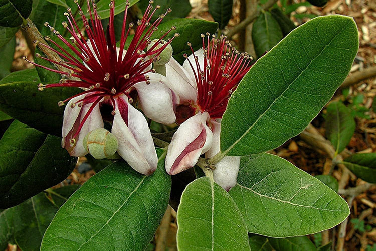 Pineapple Guava | Extra Large Gallon Plants | Feijoa Sellowiana | Edible Fruit Shrub and Fragrant Flowering Foliage