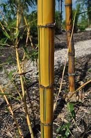 Bambusa Vulgaris Vittata | Live Plant | Golden Hawaiian Bamboo | Beautiful Rare Unique Specimen | Non-Invasive Clumping Bamboo Privacy Screen