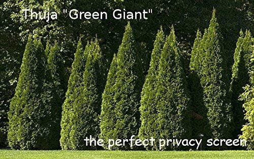 Thuja 'Green Giant' Arborvitae - Feet Tall - Live Evergreen Privacy Tree