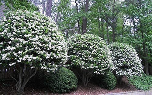 Curled Leaf Privet | Large Gallon Size Plants | Ligustrum Japonicum Recurvifolium | Evergreen Flowering Privacy Shrub Hedge