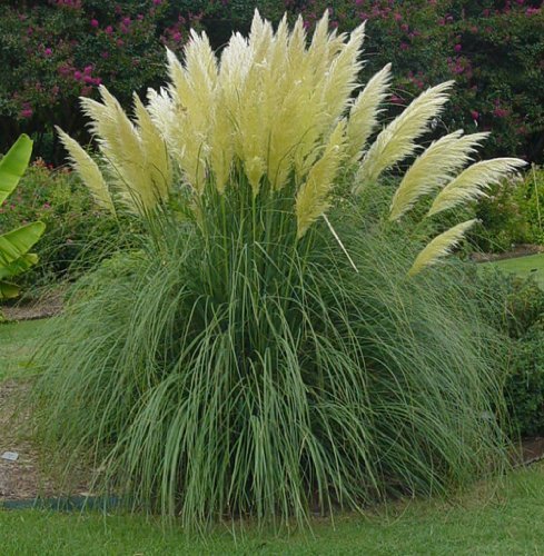 Pampas Grass Qty Live Plants Cortaderia Selloana