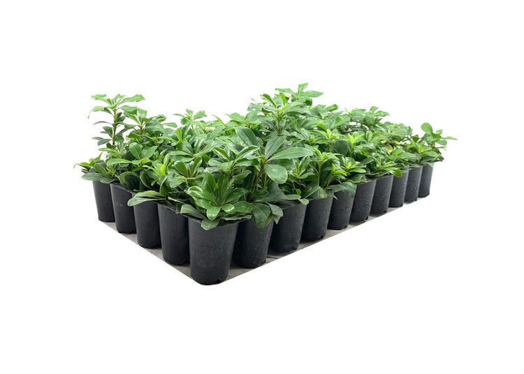 Compact Green Pittosporum | Live Plants | Pittosporum Tobira | Beautiful Fragrant Flowering Low Maintenance Shrub